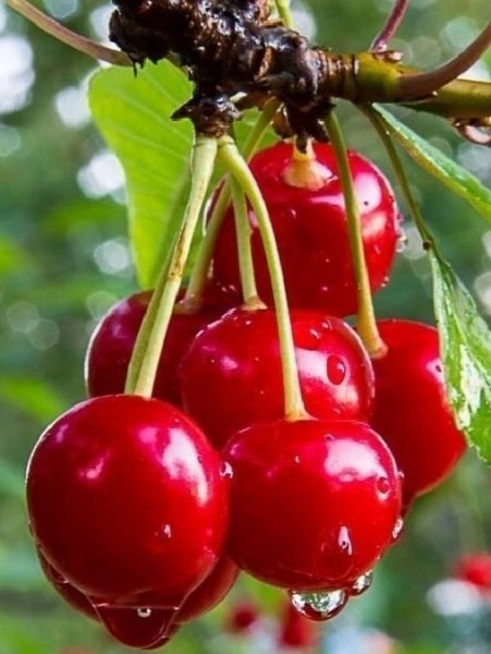 Угощайтесь