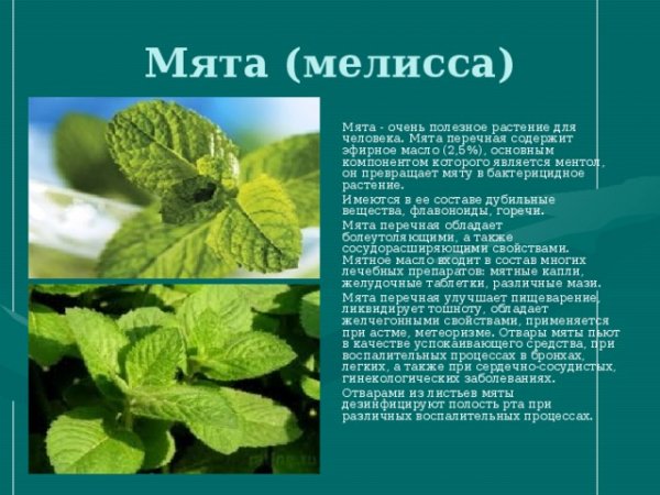 Мята