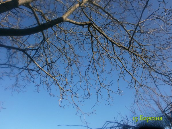 15 Березня