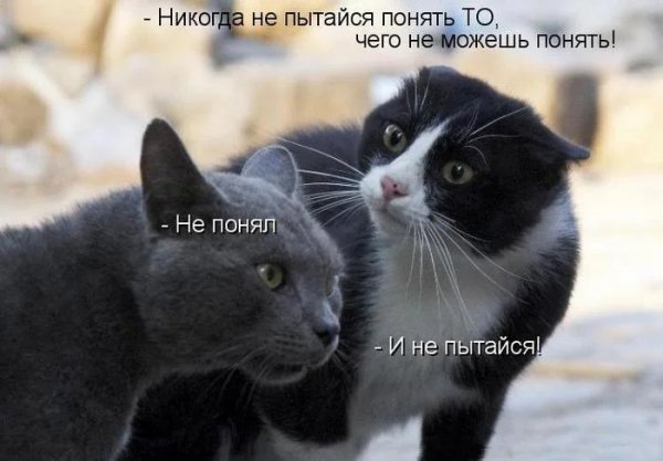 Котомудрость )