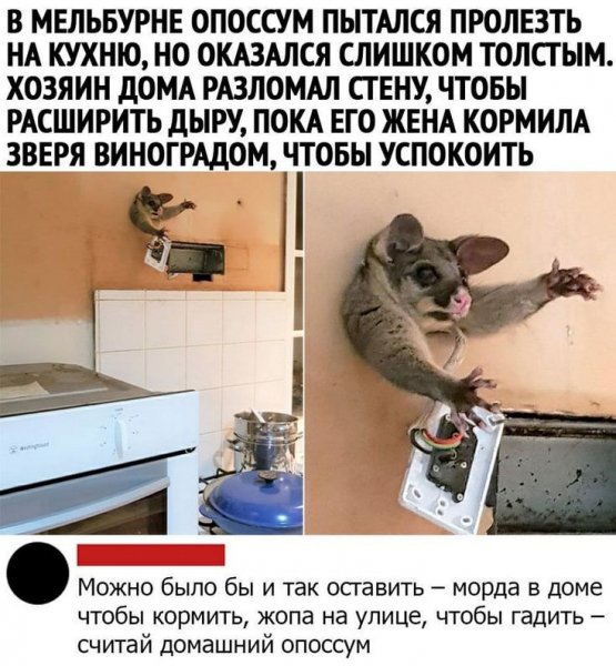 Опоссум