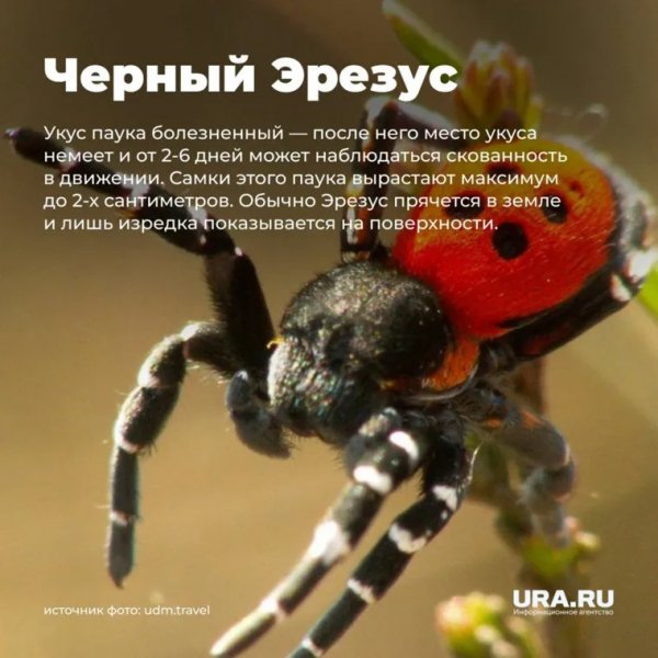 Чёрный Эрезус