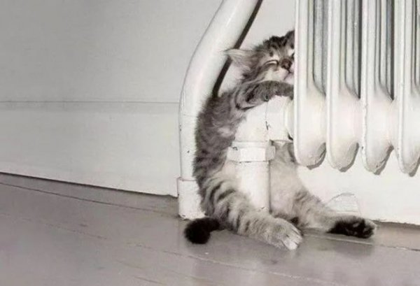 Кошка Маленькая bestия