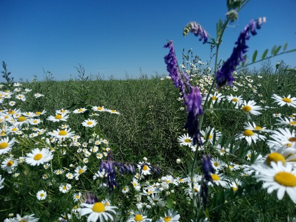 Ромашки польові