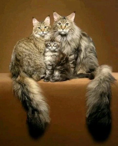 FB IMG 16387283367432718