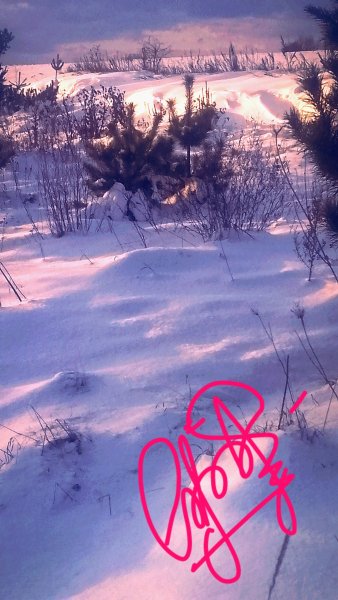 IФото Лесника