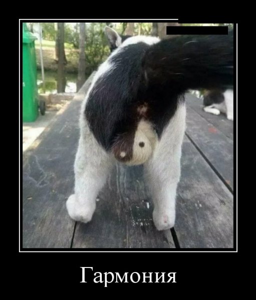 Гармония
