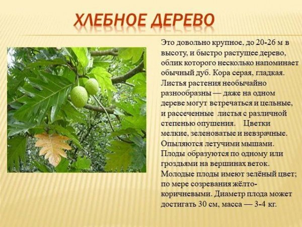 Хлебное дерево