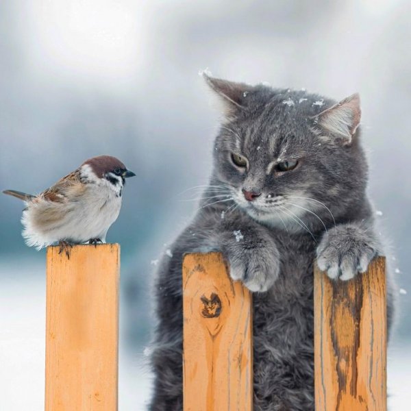 Кот и воробей