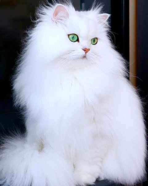 Кошечка