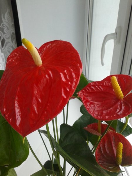picture_83496018