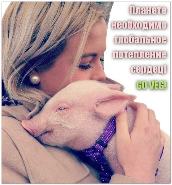 Vegan 1