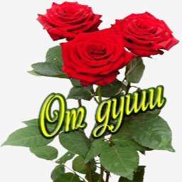 розы