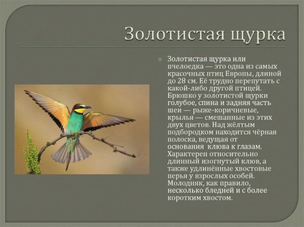 Золотистая щурка