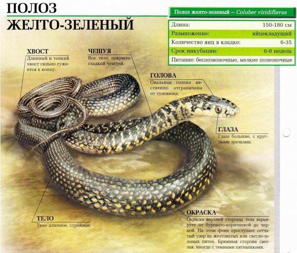 Полоз желто - зелёный