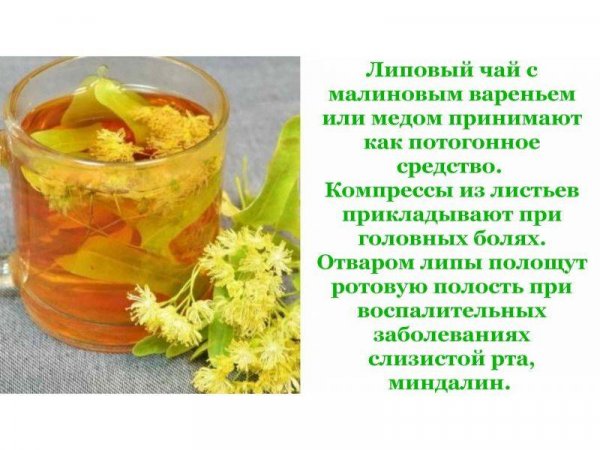 Липовый чай