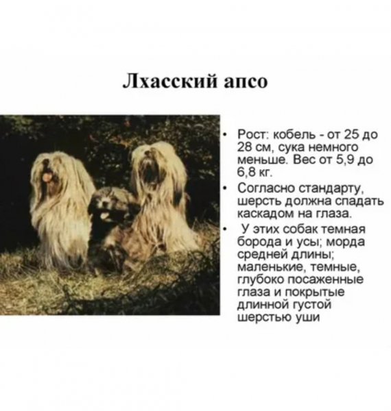Лхасский апсо