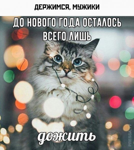 КотЭ)