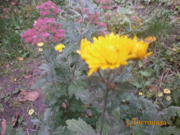 5 Листопада