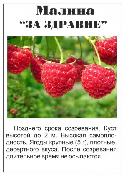 Малина "За здравие"