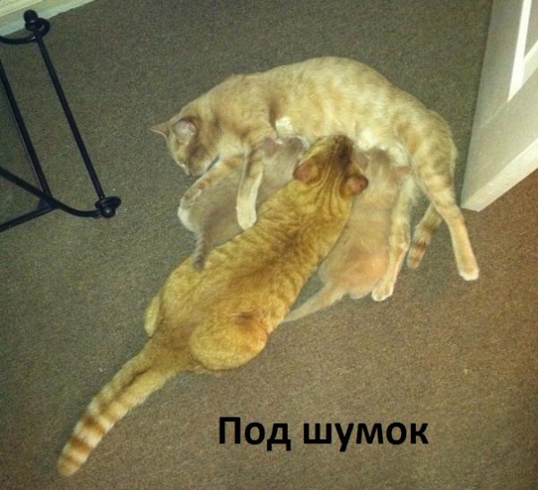 Images 9731