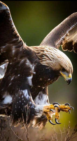 Животный Мир