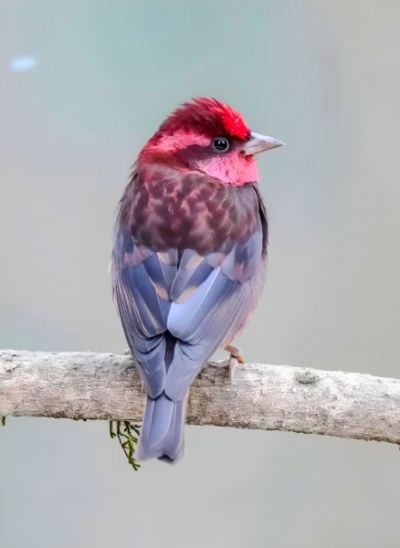 Темногрудая Чечевица