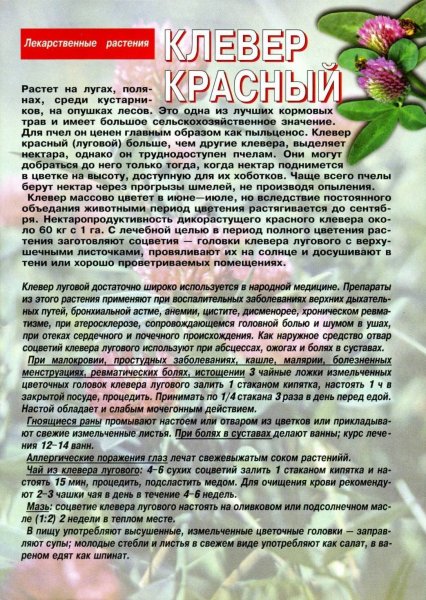 Клевер красный