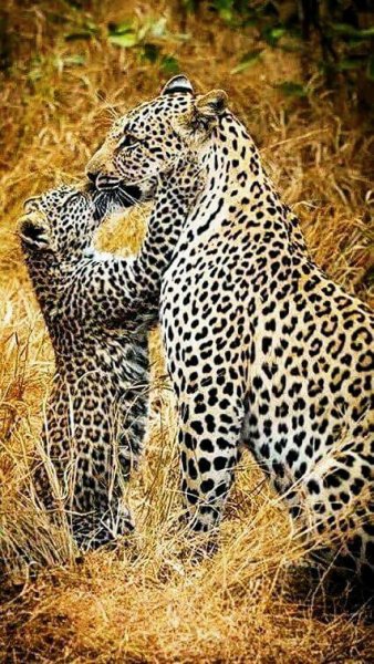 леопард 030001