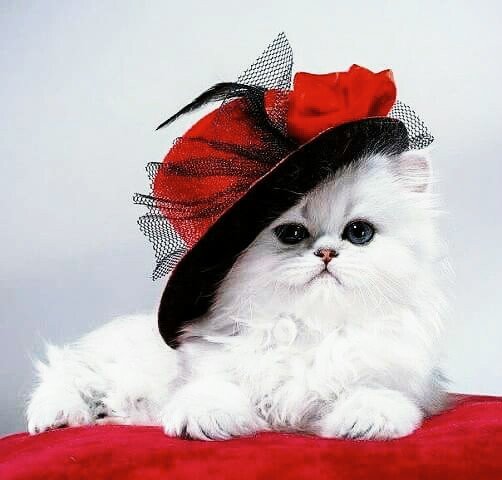 котёнок 020002