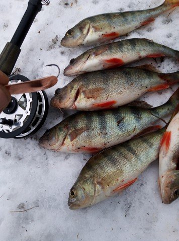 Полосатики