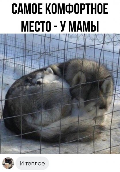 40-do-slez-smeshnyh-kartinok-s-nadpisjami-9(1)