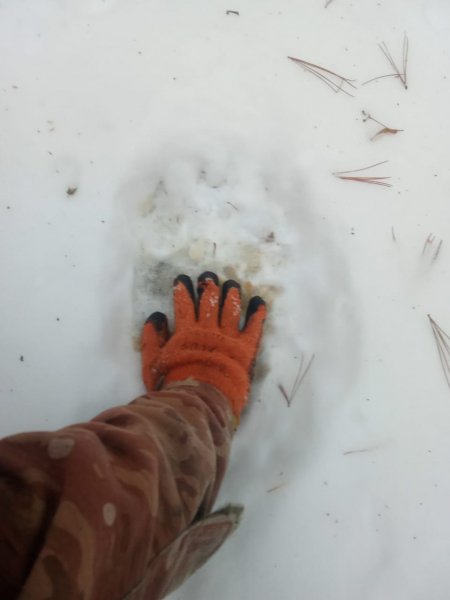 Косолапый не лёг в спячку