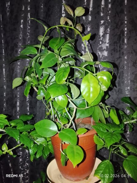 Переския шиповатая