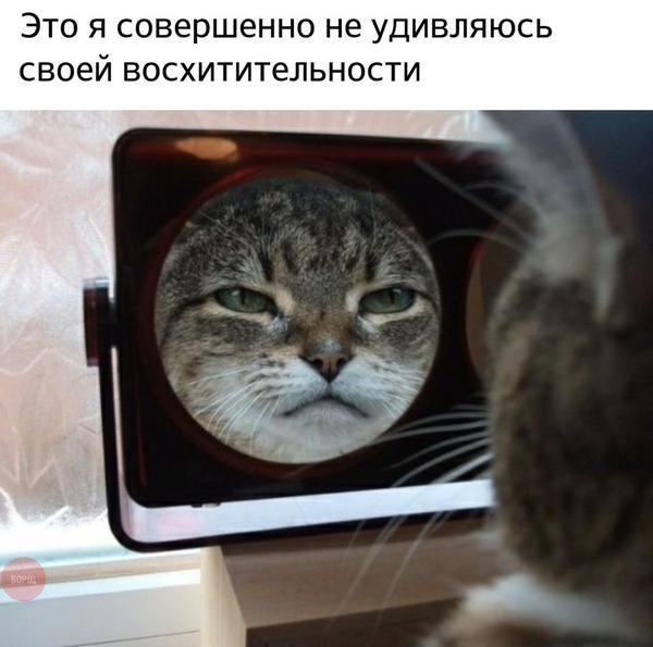 VK Saved Photo 636083170477989518