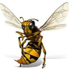 Hornet