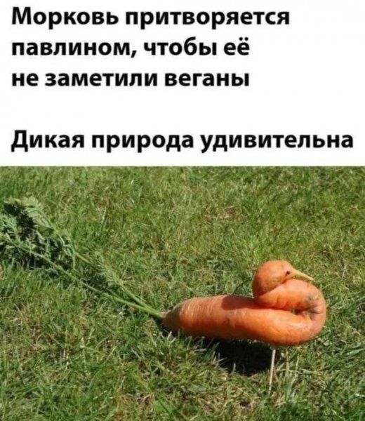 Verdieva1009 03734082e45741239b616bee75812f1a