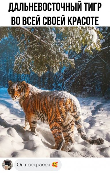 09c2ac8c40 prikoly-novye-smeshnye-kartinki-2