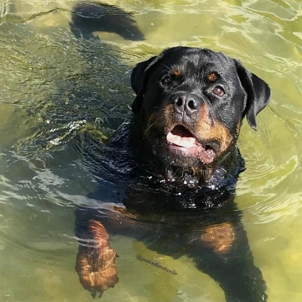 Ротвейлеры!