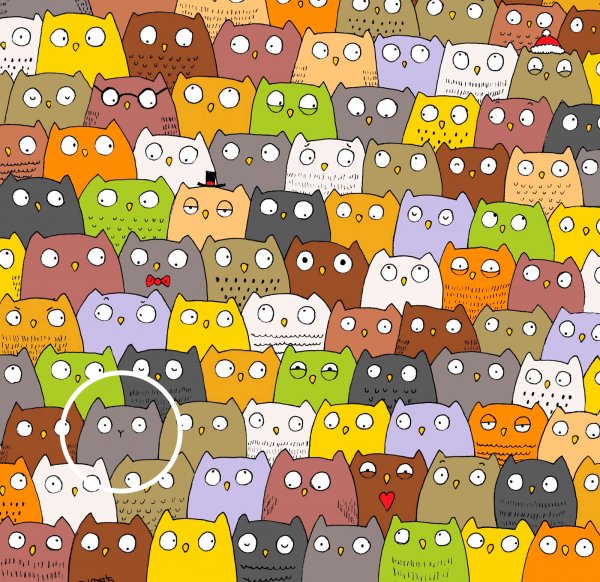 cat-a