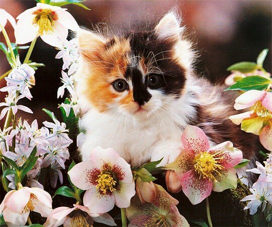 котёнок 092837