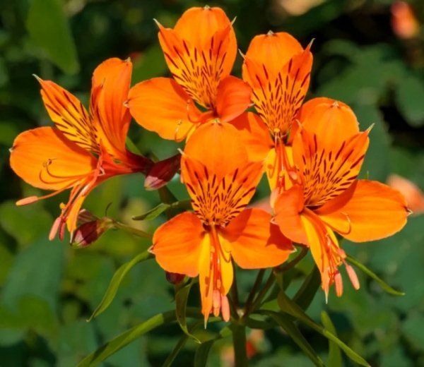 Альстромерия