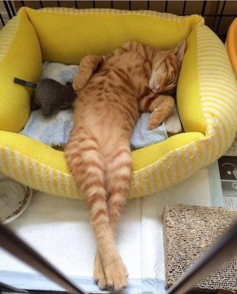 Утомился .. Tatjana Pavlova