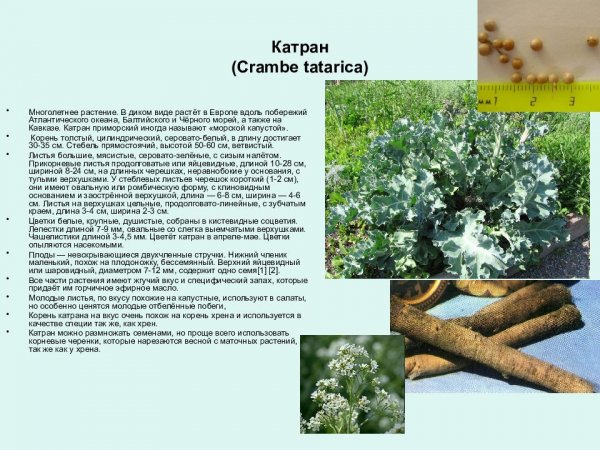 Катран