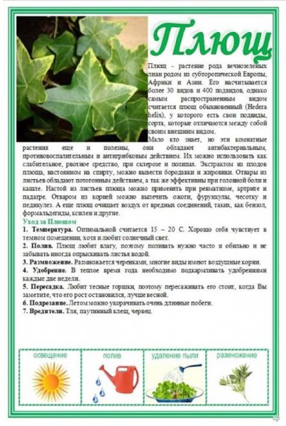 Плющ
