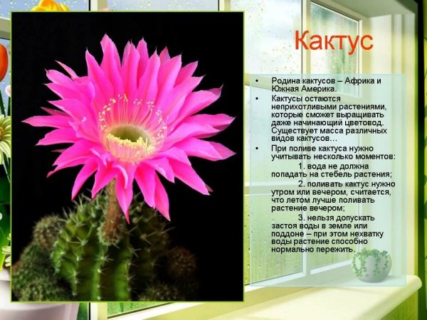 Кактус