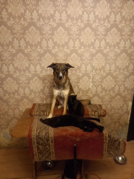 picture_321044249