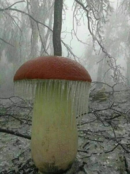 Замёрз, но не сломлен