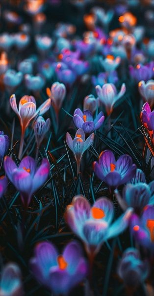 Арт Природа