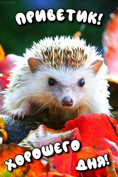 Хорошего дня )